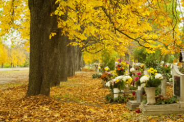 Quelles fleurs choisir à la Toussaint ?